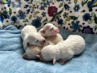 chłopcy - 1 tydzień